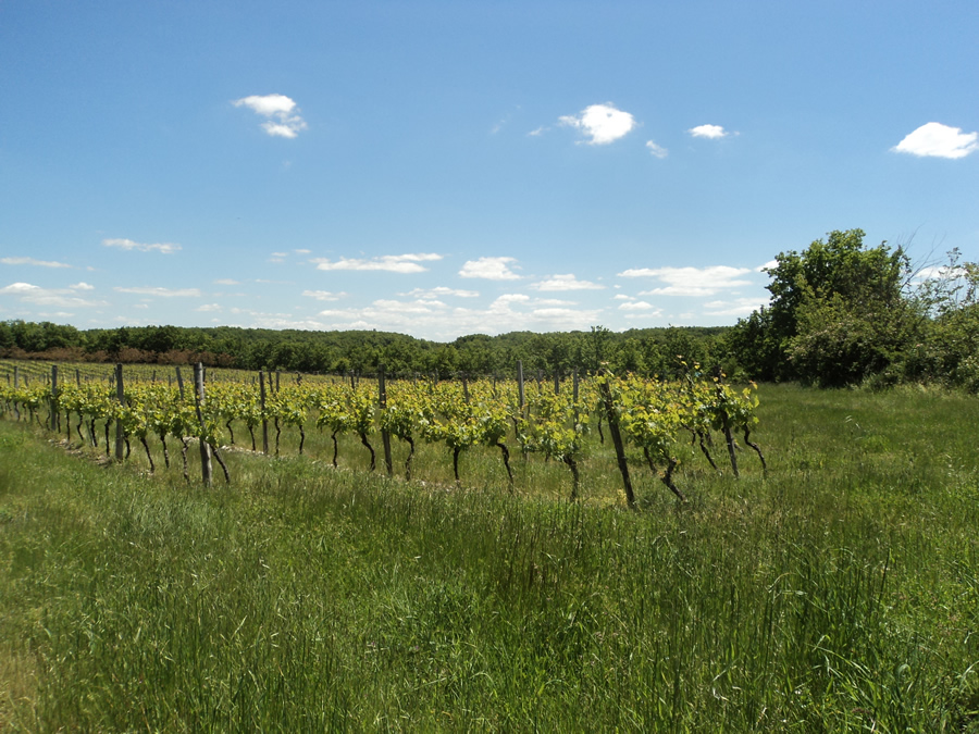 Le vignoble Miraval aujourd'hui